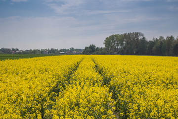 Obraz premium pole rzepaku