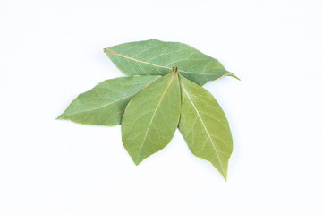 Naklejka na ściany i meble leaves of Daphne, bay or laurel isolated on white background. Laurus nobilis leaf gives food fragrance, aromatic herb, scented plant