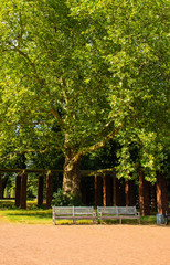 Bancos de jardim em um parque arborizado ótimo para descanso, ao redor do mundo (coleção de bancos)
