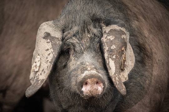 portrait of dirty cute pig eating with big ears covering his head, always hungry
