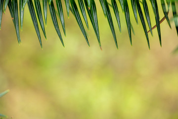 Young saturated bright green needles on a bokeh background, with place for text