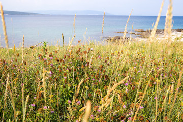 Graslandschaft am Meer in Kroatien