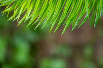 Young saturated bright green needles on a bokeh background, with place for text