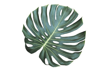 Jungle monstera leaf isolated on white background
