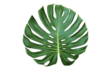 Jungle monstera leaf isolated on white background