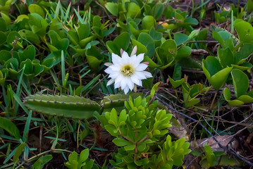 Cactus Flower Cereus fernambucensis photographed in Guarapari, Espirito Santo, Southeast of Brazil....