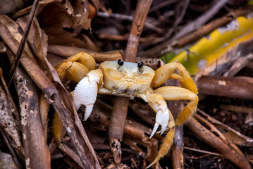 Atlantic ghost crab photographed in Guarapari, Espirito Santo, Southeast of Brazil. Atlantic Forest Biome. Picture made in 2008.
