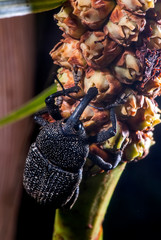 Beetle Drill photographed in Guarapari, Espirito Santo, Southeast of Brazil. Atlantic Forest Biome....