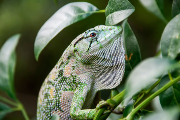 Many colored Bush Anole photographed in Guarapari, Espirito Santo, Southeast of Brazil. Atlantic Forest Biome. Picture made in 2008.