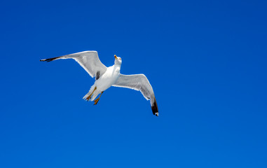 Seagull isolated on blue sky