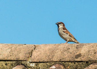 Standing Sparrow