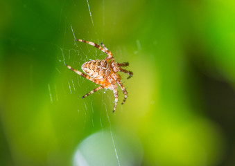 Early Arachnid