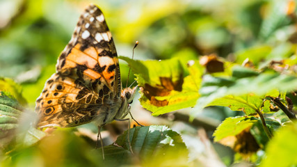 Painted Lady