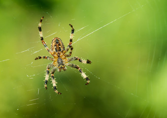 Garden Underbelly