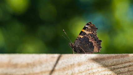 Small Tortoiseshell