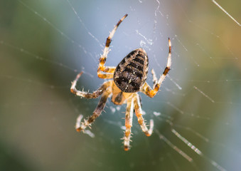 Garden Spider Markings