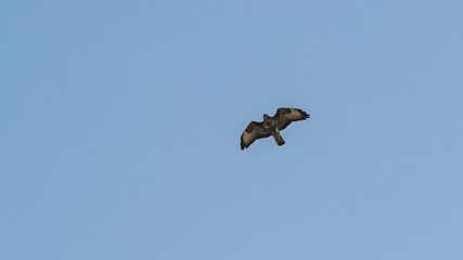 Buzzard Above