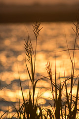 Fototapeta na wymiar Marsh low country sunset
