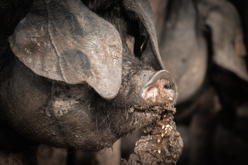 Naklejka premium portrait of dirty cute pig eating with big ears covering his head, always hungry eating fruits