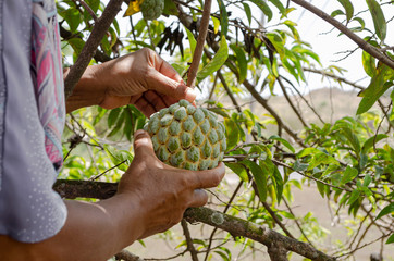 Harvesting Sugar-apple