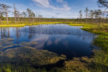 Viru bog in Lahemaa National Park; Estonia
