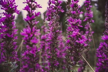 Violet Lavendel Nature Effect Bloom Flower 