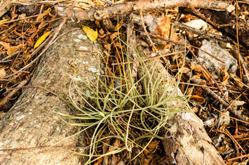 Tillandsia Recurvate Among Rotting Wood