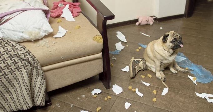 Pug dog made a house mess, home alone, nibbled the sofa while the owner was not at home. Guilty funny face. Bad Dog Behavior. Damage, spoiled furniture. Scattered things around the apartment. 