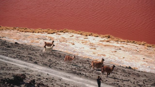 Lama family grazing along red lagoon Colorado in Bolivia, Altiplano national park. White and brown wild cute llamas, alpaca herd aerial view wide shot, 4K
