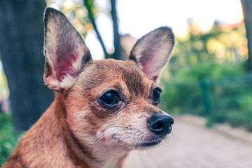 portrait of chihuahua in front of a background