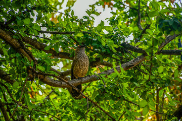 Colorful bird sitting on a branch.