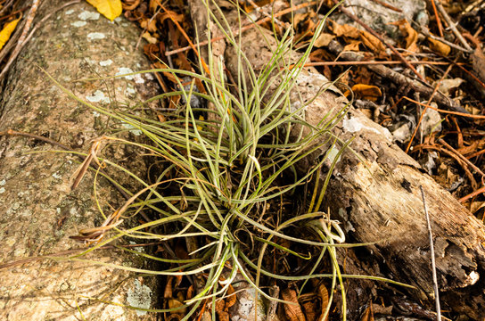 Tillandsia Recurvata Among Rotting Woods