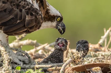 Foto op Canvas Osprey Nest in Florida  © Harry Collins