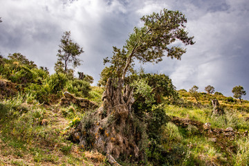 Old olive tree agains cloudy sky