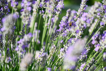 Bee pollinating lavender flowers in nature.