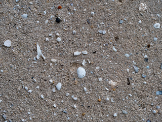 Stucco based on sea sand with shells and stones. Plastered surface. Texture. Background.