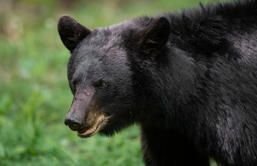 Fototapeta premium Black Bear 