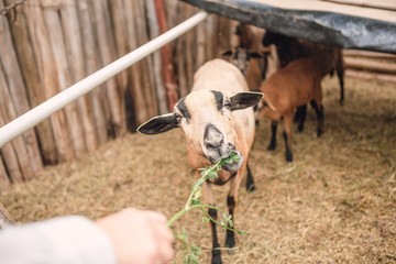 Sheep eating from the hand of a child