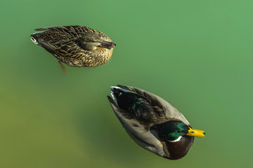Pareja de patos en el parque del retiro, Madrid
