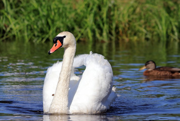 Fototapeta premium swans swim on the lake