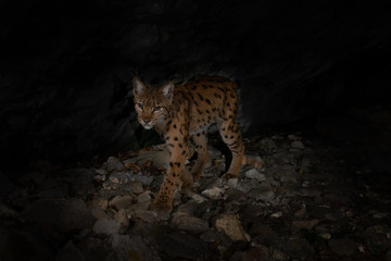 Luchsweibchen im solothurner Jura 