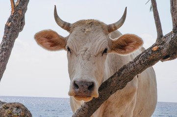 cows on the beach