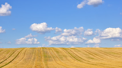 Fototapeta na wymiar Big yellow agricultural field after harvesting, with blue sky and clouds. Agricultural concept.