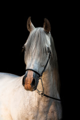 Portrait of Arabian breed grey stallion in show halter on black background.