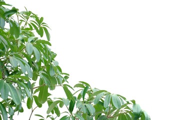 Tropical tree leaves with sun light on white isolated background