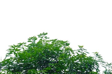 Tropical tree leaves with sun light on white isolated background