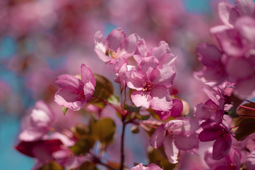 Fototapeta na wymiar blooming cherry on a blue sky