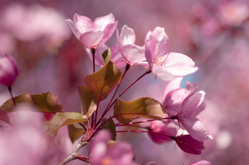 blooming cherry