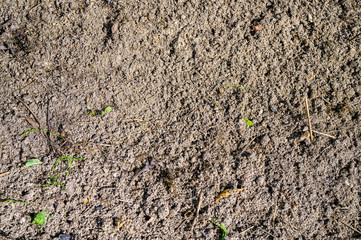 The soil in the garden