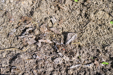 The soil in the garden